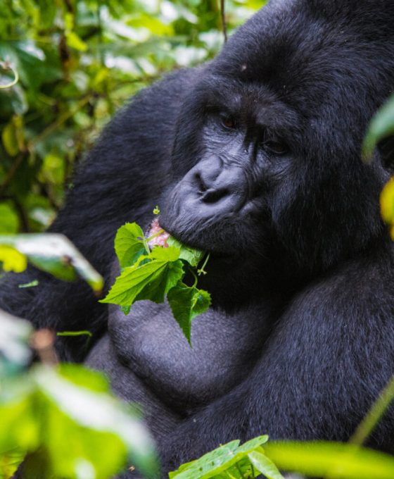 Mgahinga-National-Park-Gorilla